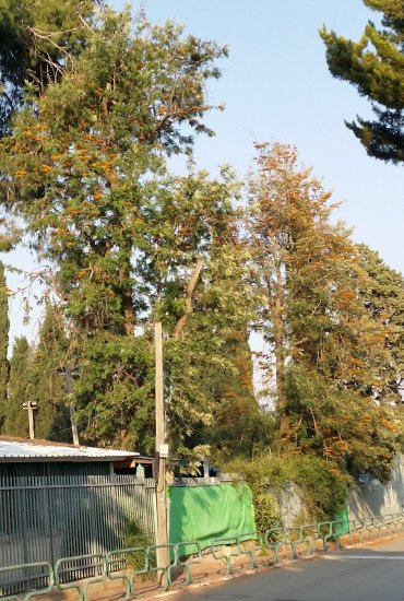 עץ הגרבילאה על גבול בית הספר ורחוב השדרה, ניטע על ידי ילדי כתה א´ בעזרת רוביק קלינסקי תלמיד כתה ח´ בט"ו בשבט
